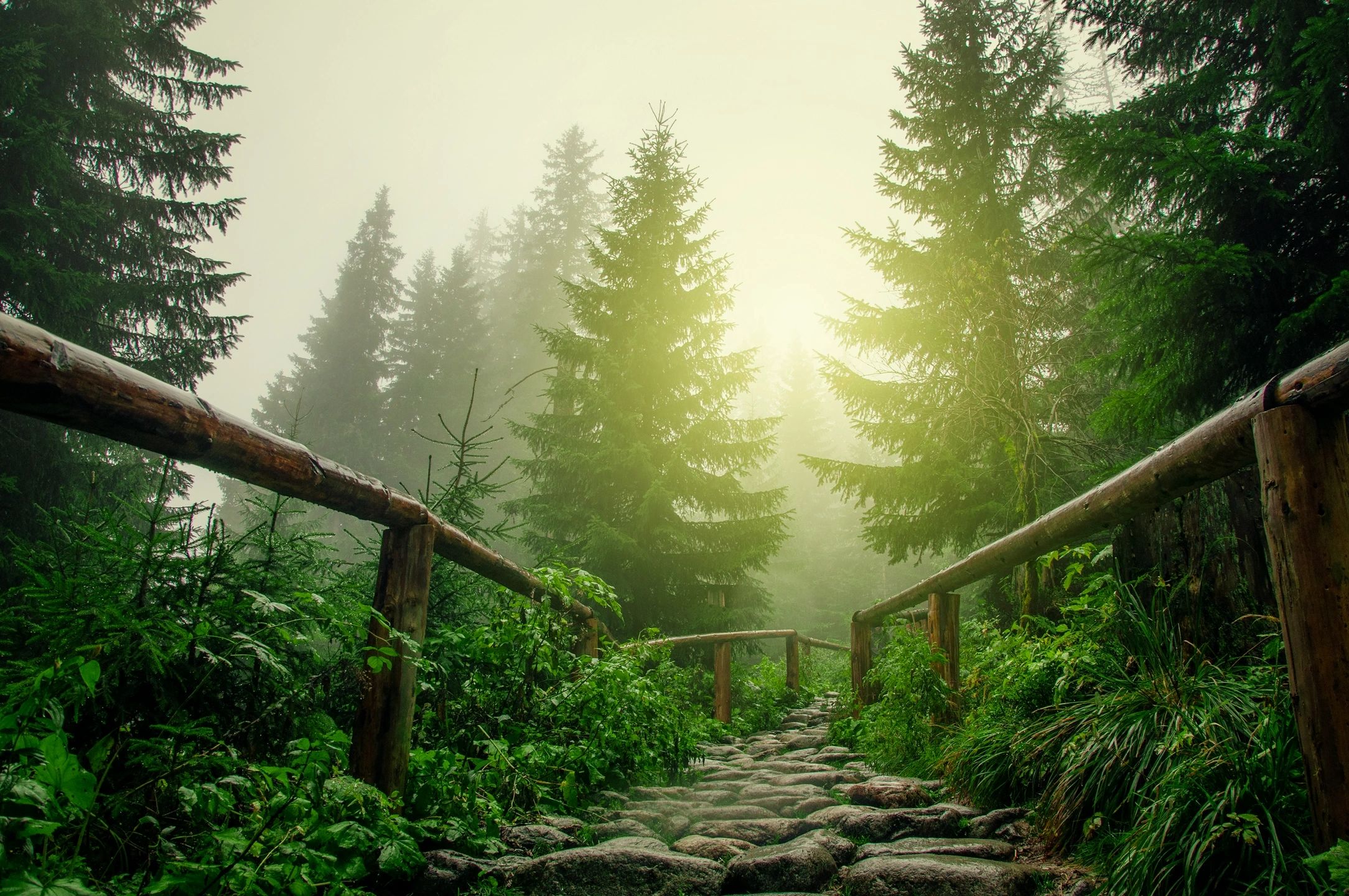 Serene forest pathway representing a faith journey